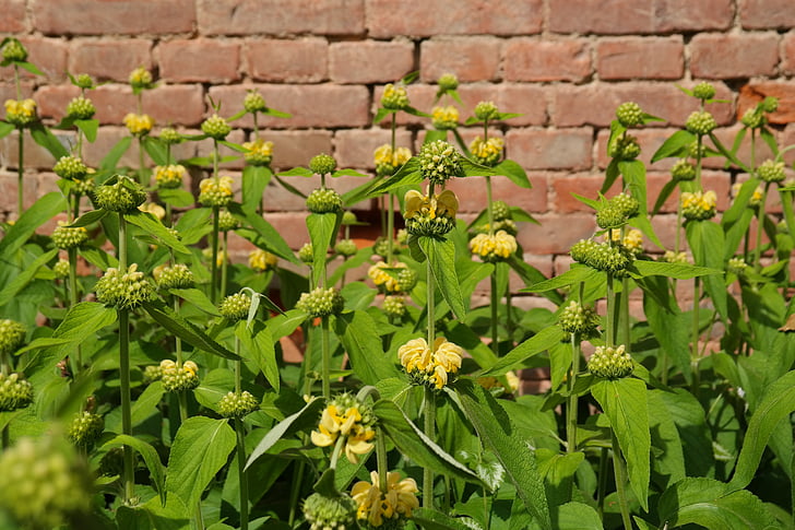flowers, yellow, russell brandkraut, phlomis russeliana, fire herb, phlomis, lamiaceae