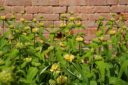 květiny, žlutá, Russell brandkraut, Phlomis russeliana, ohnivé byliny, Phlomis, Lamiaceae