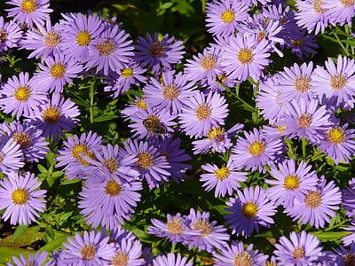 平滑叶, 紫菀, herbstaster, 花, 绽放, 花, 观赏植物