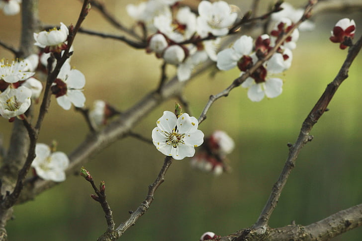 aesthetic, apricot, blossom, bloom, white, apricot blossom, red