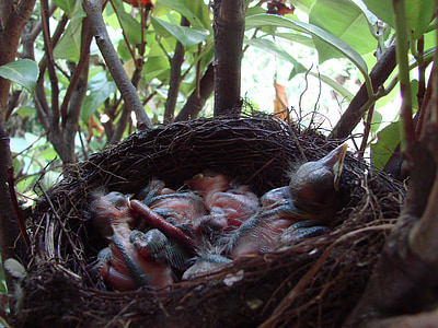 nature, nest, blackbird, bird, bird's nest, food, animal