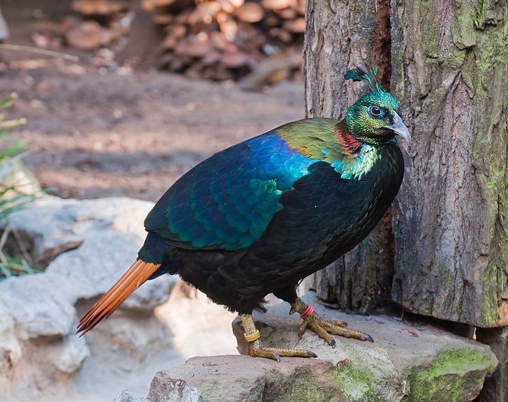 monal de l'Himàlaia, Faisà, ocell, zoològic, colors, Lophophorus impejanus, Faisà de impeyan