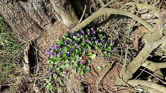 nature, flowers, violet, tree, plant