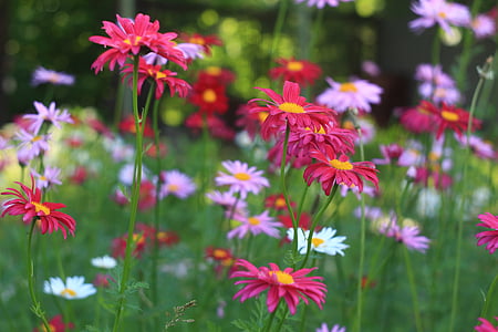 квіти, Природа, Квіткові, Природні, рожевий, колір, Садівництво