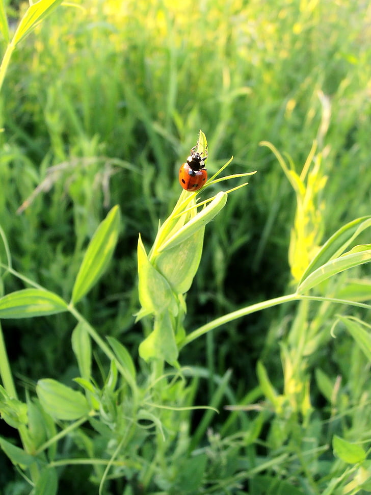 Ladybug, bille, Tipster, Sommer, insekt, insekter, rød