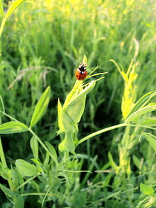 ladybug, beetle, tipster, summer, insect, insects, red