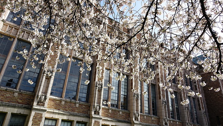 cerisiers en fleurs, Seattle, arbre de fleur de cerisier, Washington, fleur