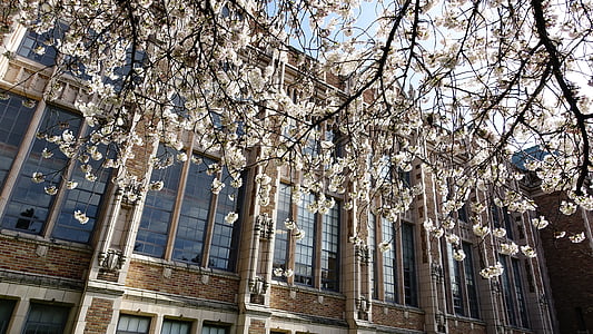 cerejeiras em flor, Seattle, árvore de flor de cerejeira, Washington, flor