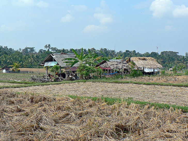 Indonésie, Bali, rýže, krajina, zemědělské, zemědělství, venkova