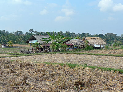 Indonēzija, Bali, rīsi, ainava, lauksaimniecības, lauksaimniecība, lauku