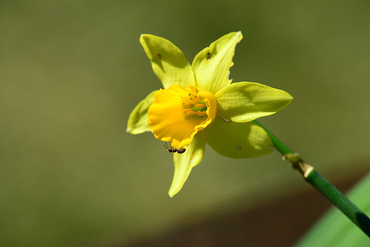 Нарцис, Нарцис pseudonarcissus, мравка, насекоми, цвете, жълто, Градина