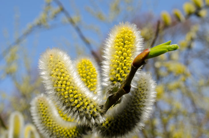 willow pus, musim semi, musim panas, serbuk sari, Alergi, Blossom, mekar