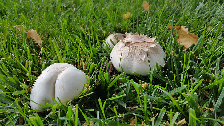jamur, jamur, alam, jamur, putih, rumput, di luar rumah