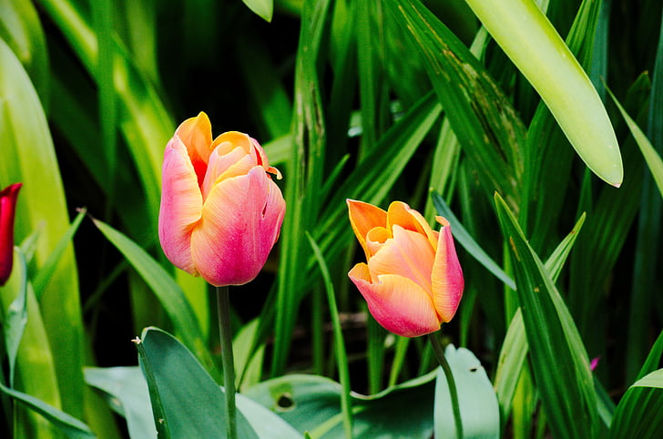 tulipaner, blomster, Flora, natur, botanikk, hage, blomstrende