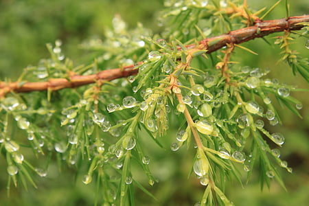 Bush, termasuk jenis pohon jarum, tetes, hijau, Juniper, air, waterdrops