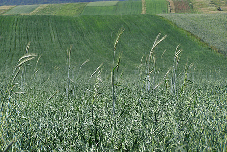 field, green, corn, ears, oats, barley, agriculture