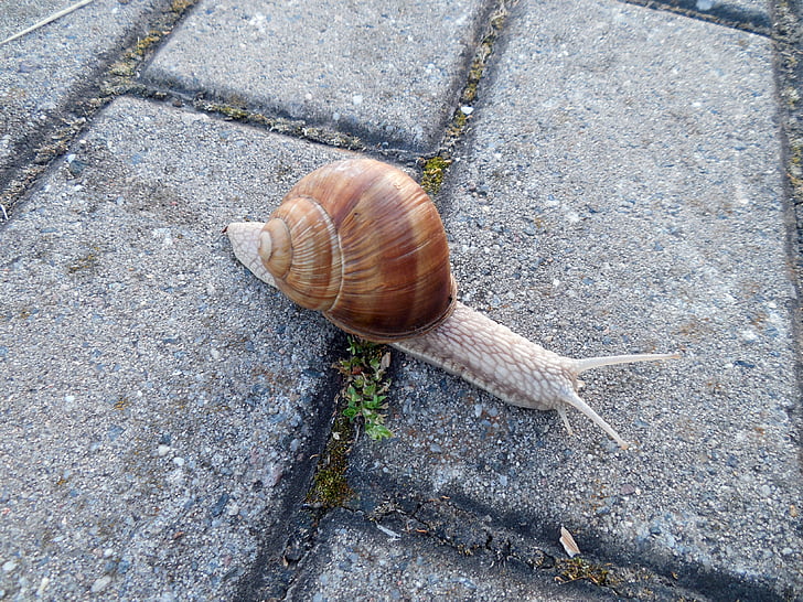 snail, shell, snail shell, escargots, mollusk, land snail, slowly