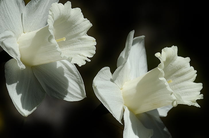 daffodil, flower, easter lily, spring, white, bloom, lilium longiflorum