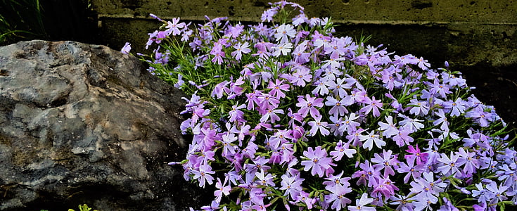 šliaužti phlox, gėlės, Phlox, violetinė, augalų, pavasarį, daugiamečių