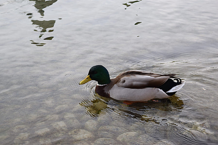 езеро, вода, птица, природата, Germano, зеленоглава патица, патица