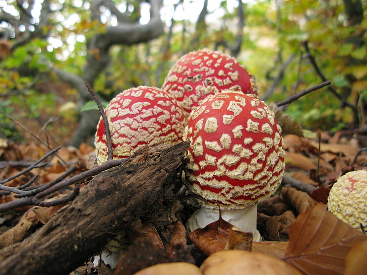 amanita muscaria, fungi, appennino tosco-emiliano, fungus, nature, forest, fly Agaric Mushroom