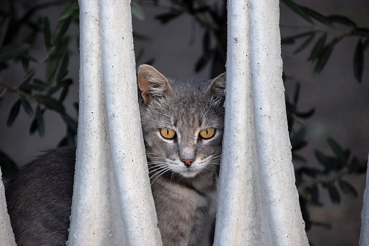 cat, animal, nature, grey fur, out, balcony