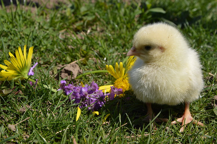 chicken, flowers, bird, nature, chick, little, animal themes