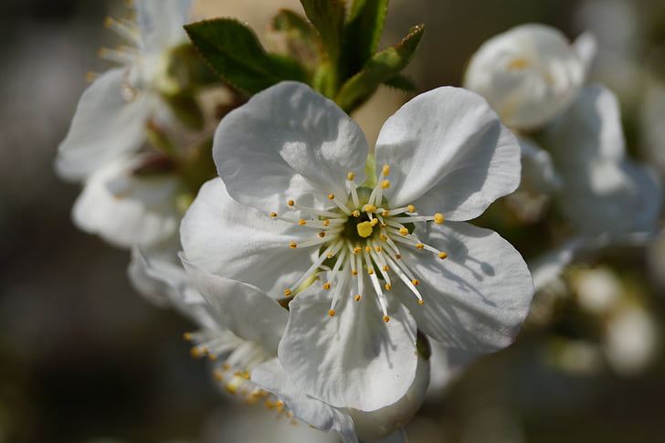 tree, green, white, spring, flower, blossom, cherry