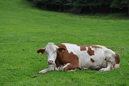 cow, animal, pasture, grass, colors, sunny, azienda agricola