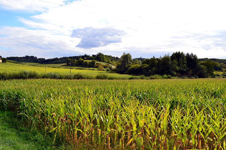 câmp de porumb, câmpuri, agricultura, natura, peisaj, câmp, Dordogne