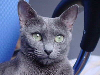 Ruská modrá kočka, kočkovitá šelma, kočka, portrét, domácí zvíře, obličej, zvíře