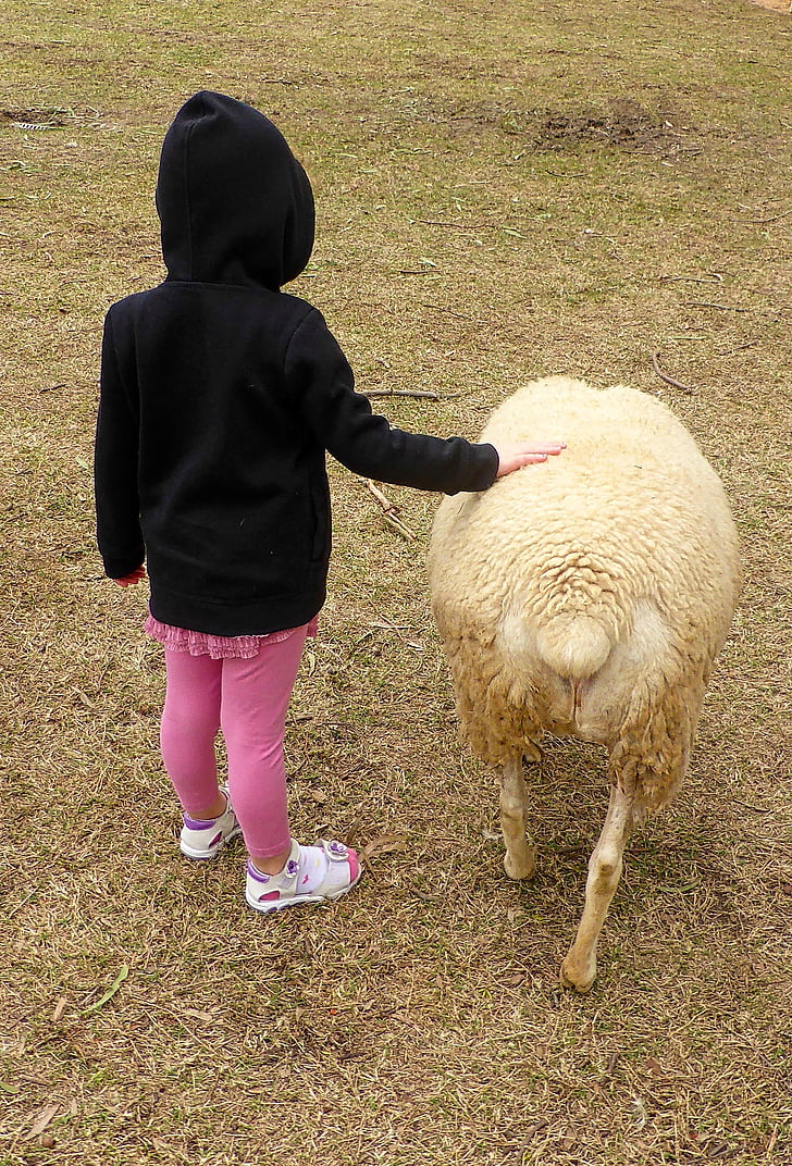 friendship, child, sheep, cute, love, together, pet