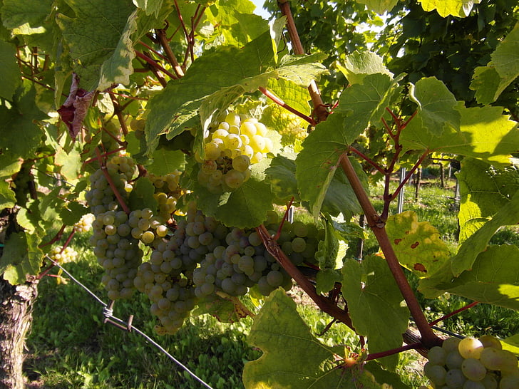 anggur, panen anggur, anggur baru, Vintage, kebun anggur, Pfalz, musim gugur