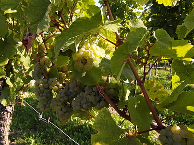 вина, Вино урожая, Новое вино, Винтаж, виноградники, Пфальц, Осень
