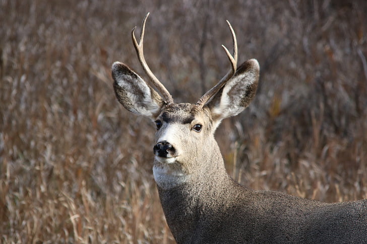 mule deer, buck, wildlife, animal, wild, mammal, nature