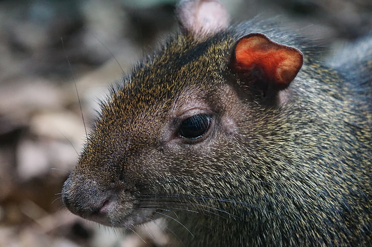 Gold-agouti, Manager, Säugetier, Nagetier, Tier