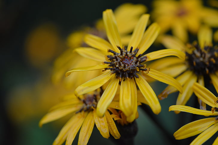 groc, flor, planta, plantes, flors, natura, close-up