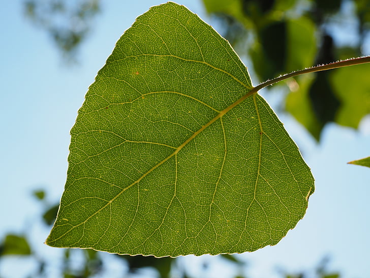 leaf, poplar leaf, leaf veins, tree, green, nature, heart shaped