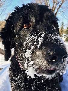 cão, Goldendoodle, animal de estimação, bonito, canino, border collie, temperatura fria