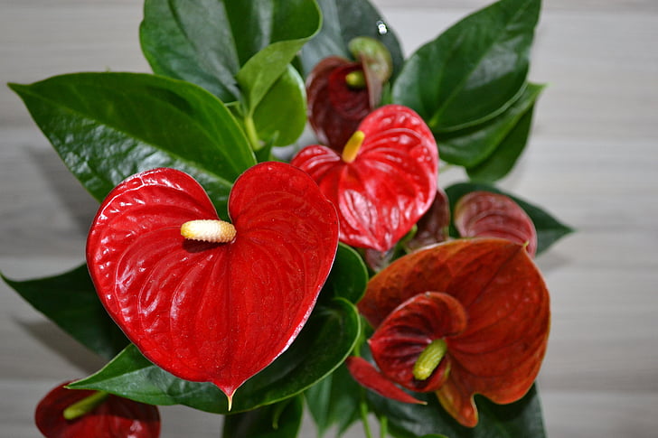 flamingo flower, plant, houseplant, red, heart