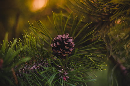 pine, cone, green, tree, plant, blur, nature