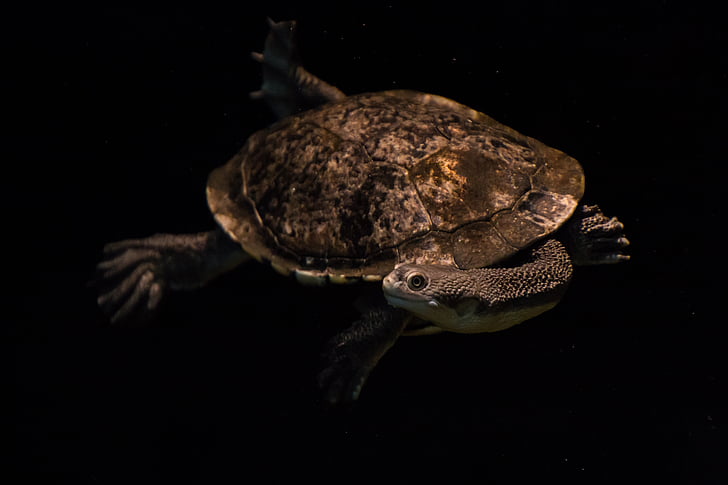 snake-neck turtle, turtle, water turtle, swim, dark, diving, funny