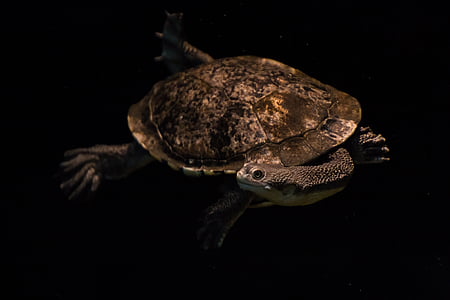 tartaruga cobra-pescoço, tartaruga, tartaruga de água, nadar, escuro, mergulho, engraçado
