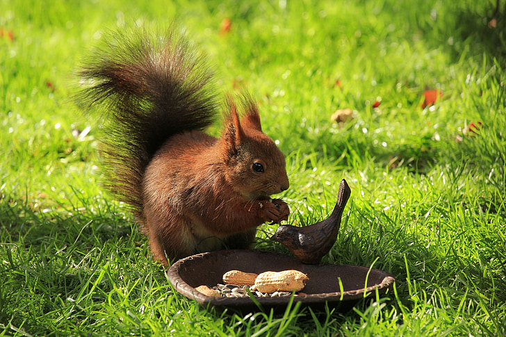 veverica, rjava, vrt, jesti, srčkano