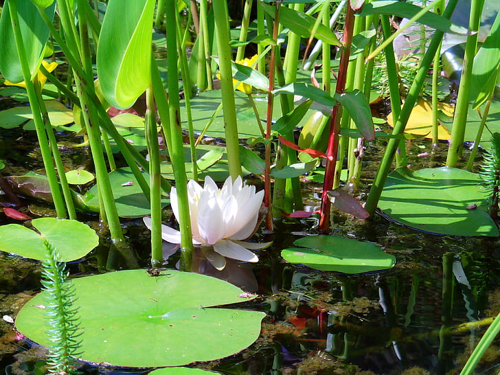 池塘, 湖, 水生植物, 白色, 开花, 绽放, 台湾萍蓬草黄