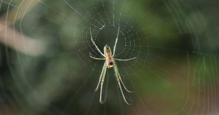 έντομα, περιοχή, βραστήρα, Quindio, Κολομβία, αράχνη, ιστό της αράχνης