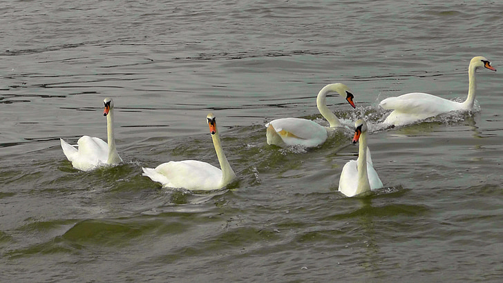 Swan dans, svaner, Swan ballet, vandfugle, vand fugl, floden, svømme