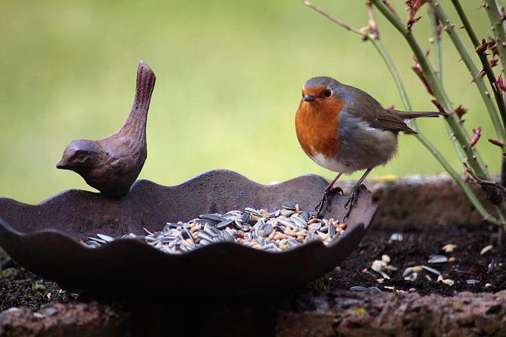 Robin, vták, vták osiva, vták kúpeľ, zviera, jesť, Peck