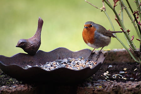 robin, bird, bird seed, bird bath, animal, eat, peck