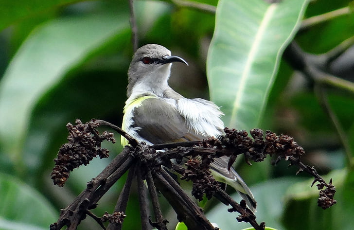 μωβ-rumped sunbird, leptocoma zeylonica, Sunbird, θηλυκό, ενδημικά, πουλί, Ινδία